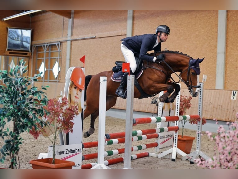 Holsteiner Merrie 5 Jaar 163 cm Bruin in Neuburg an der Kammel