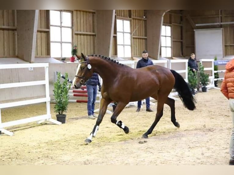 Holsteiner Merrie 5 Jaar 163 cm Bruin in Neuburg an der Kammel