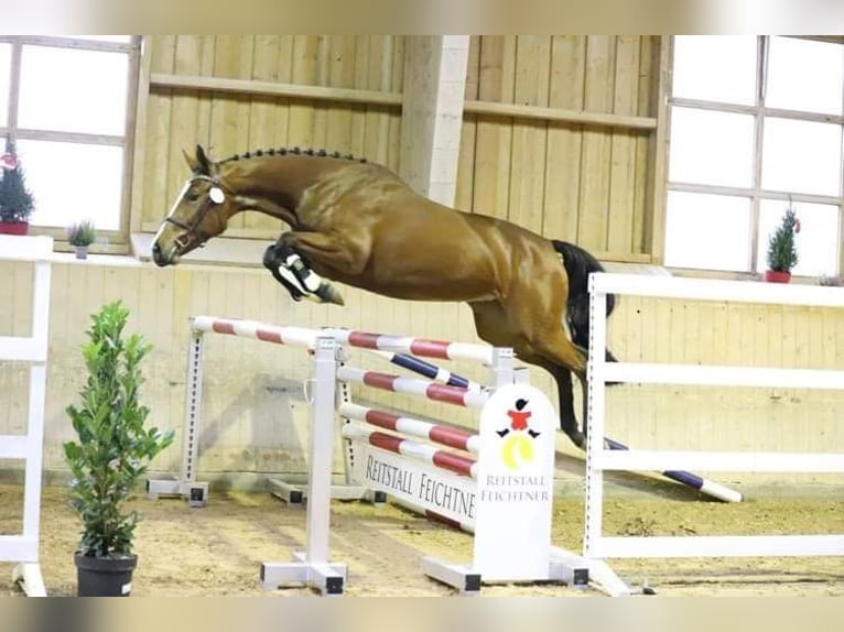 Holsteiner Merrie 5 Jaar 163 cm Bruin in Neuburg an der Kammel