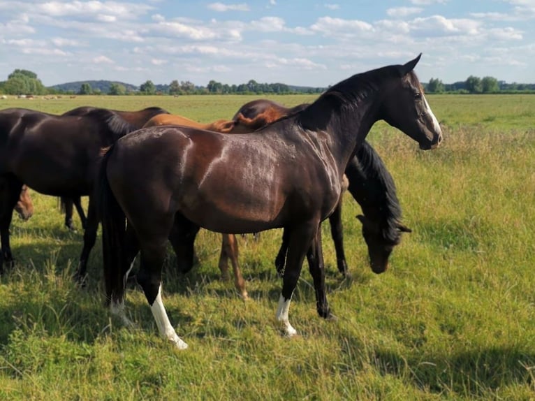 Holsteiner Merrie 5 Jaar 163 cm Donkerbruin in Zossen