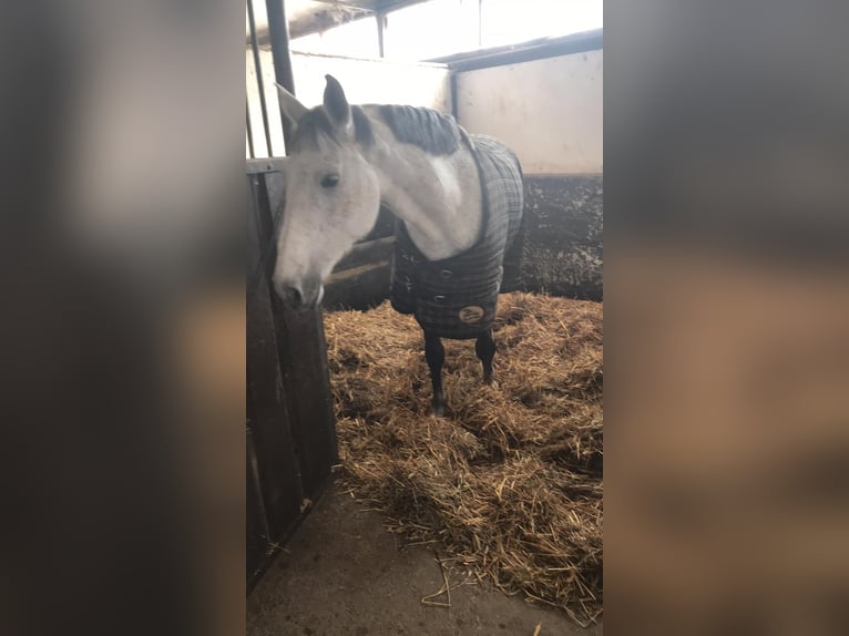 Holsteiner Merrie 5 Jaar 163 cm Schimmel in Marianna
