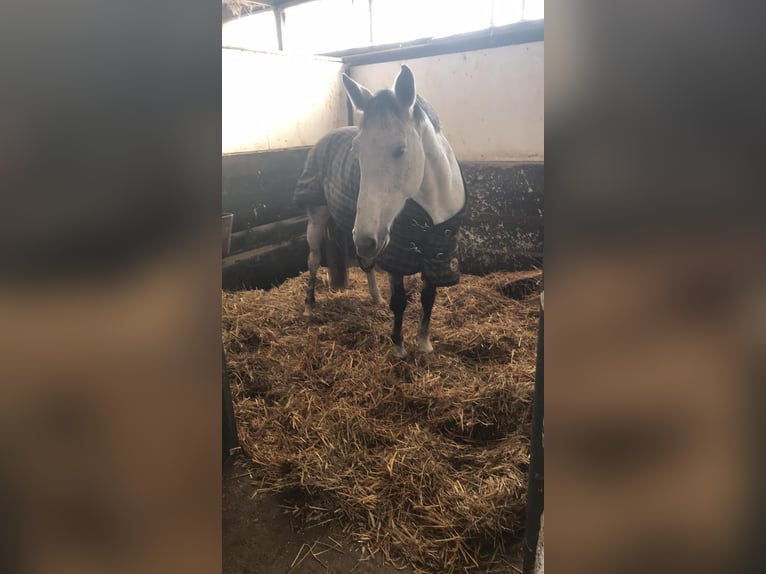 Holsteiner Merrie 5 Jaar 163 cm Schimmel in Marianna