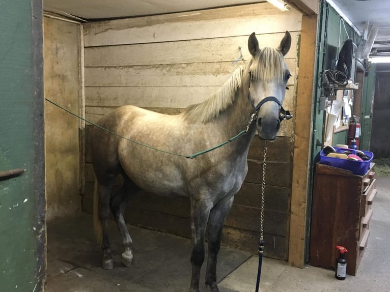 Holsteiner Merrie 5 Jaar 163 cm Schimmel in Marianna