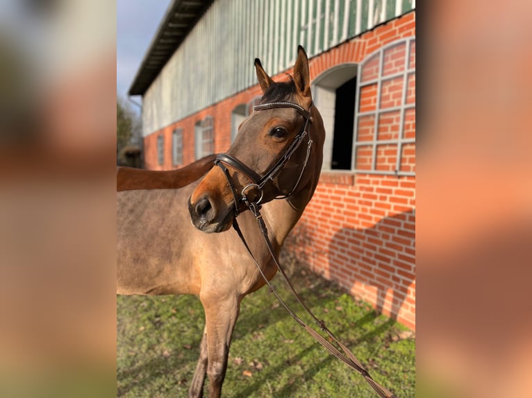 Holsteiner Merrie 5 Jaar 164 cm Bruin in Lübeck
