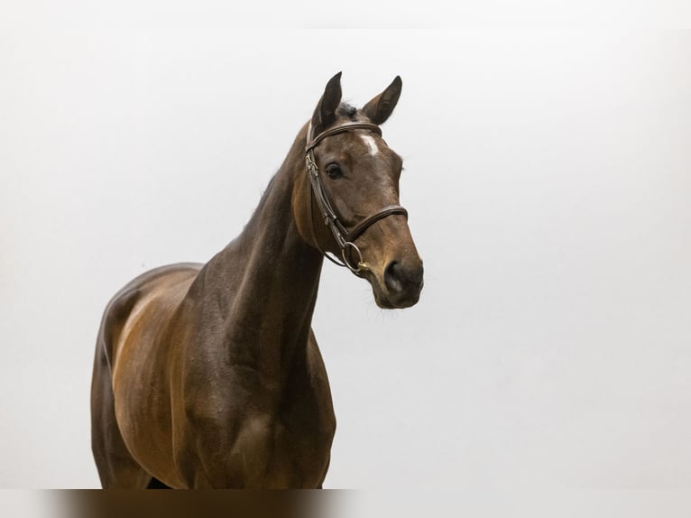 Holsteiner Merrie 5 Jaar 164 cm Bruin in Waddinxveen