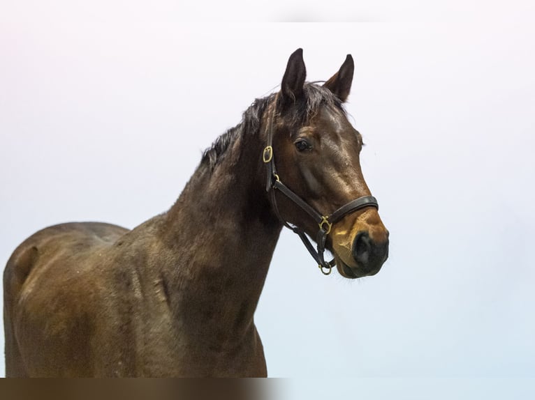 Holsteiner Merrie 5 Jaar 164 cm Donkerbruin in Waddinxveen