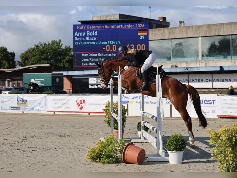 Holsteiner Merrie 5 Jaar 164 cm Vos in Wedel