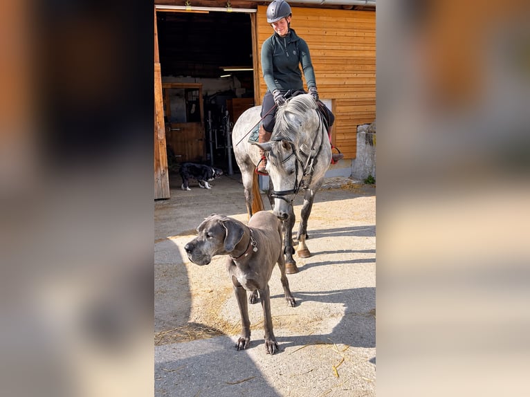 Holsteiner Merrie 5 Jaar 165 cm Appelschimmel in Davidschlag