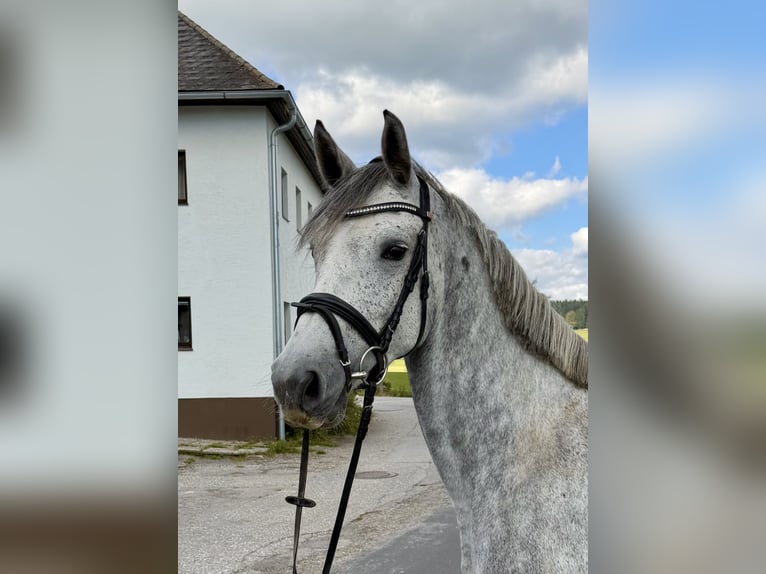 Holsteiner Merrie 5 Jaar 165 cm Appelschimmel in Davidschlag