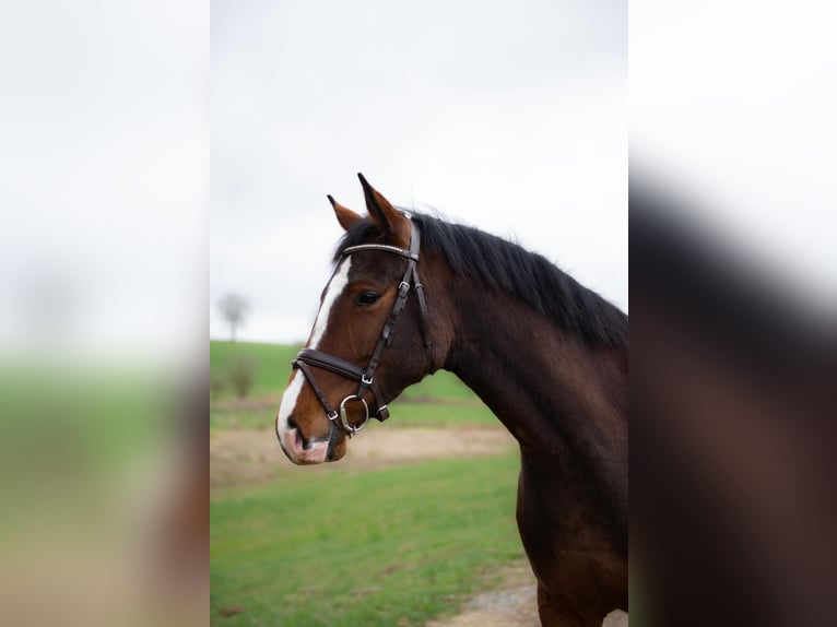 Holsteiner Merrie 5 Jaar 165 cm Bruin in Idstein