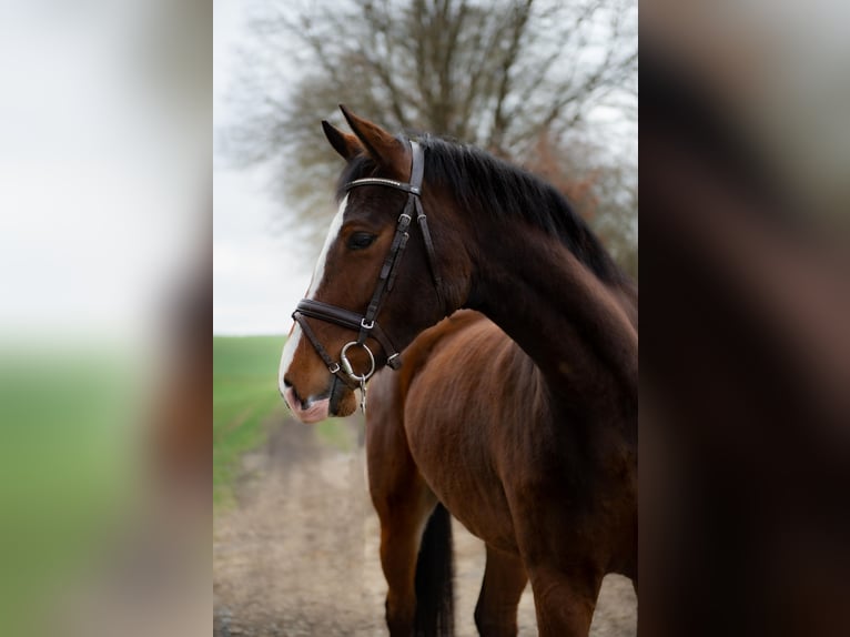Holsteiner Merrie 5 Jaar 165 cm Bruin in Idstein