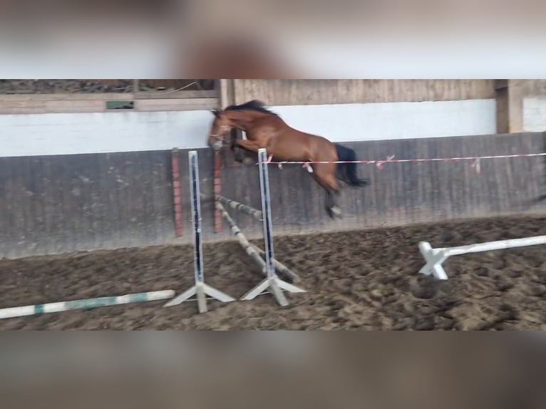 Holsteiner Merrie 5 Jaar 165 cm Bruin in Sankt Peter-Ording