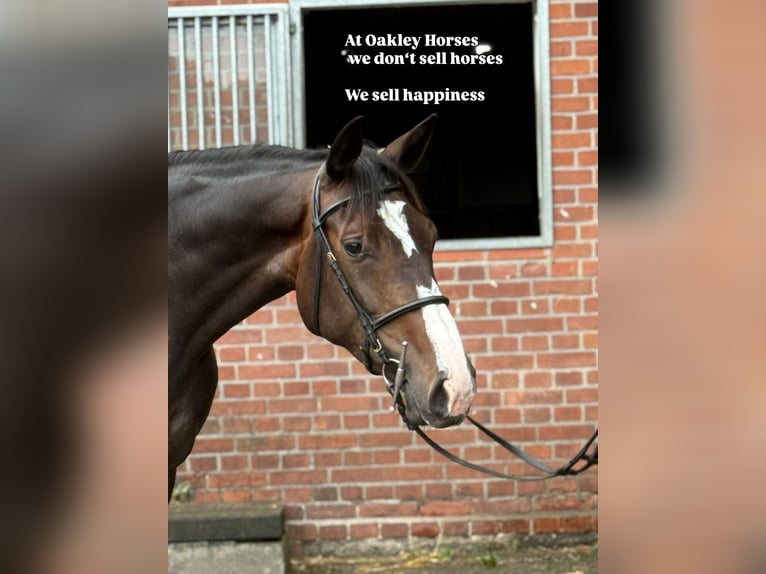 Holsteiner Merrie 5 Jaar 165 cm Donkerbruin in Verden (Aller)Verden