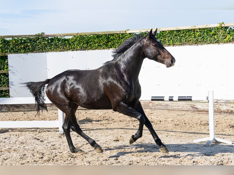 Holsteiner Merrie 5 Jaar 165 cm Donkerbruin in Waddinxveen