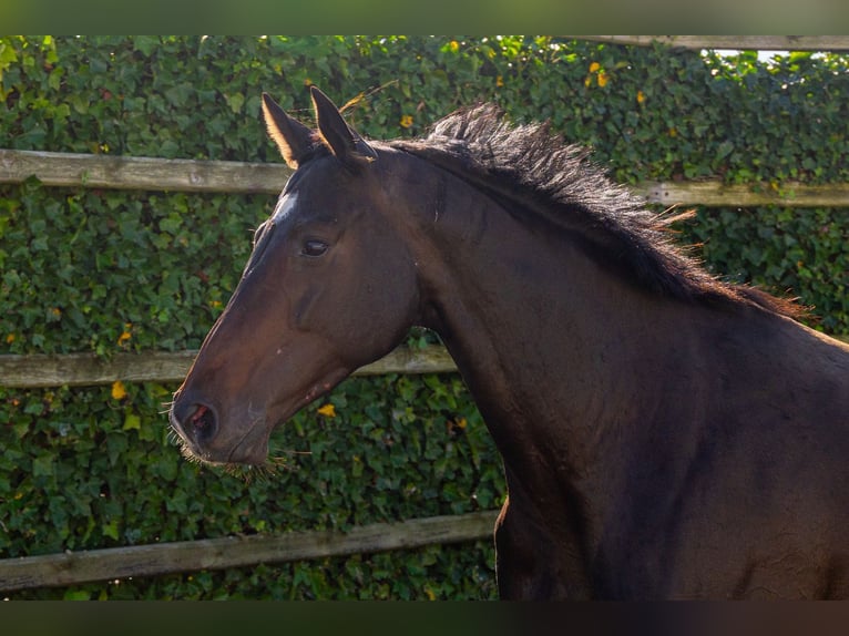 Holsteiner Merrie 5 Jaar 165 cm Donkerbruin in Waddinxveen