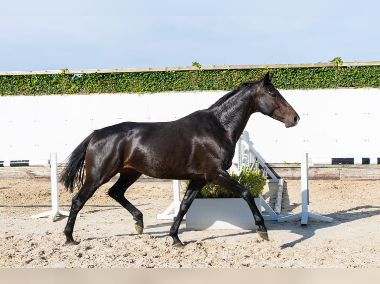 Holsteiner Merrie 5 Jaar 165 cm Donkerbruin in Waddinxveen