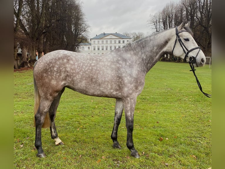 Holsteiner Merrie 5 Jaar 165 cm Schimmel in Nehmten