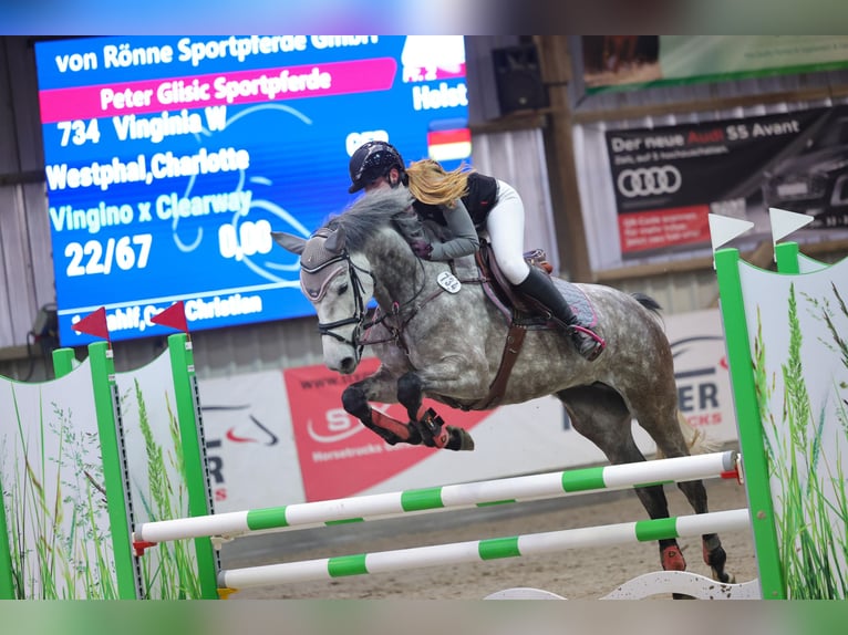 Holsteiner Merrie 5 Jaar 165 cm Schimmel in Nehmten