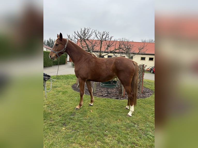 Holsteiner Merrie 5 Jaar 165 cm Vos in Muldestausee