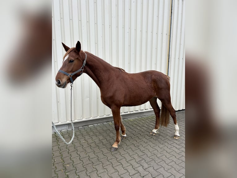 Holsteiner Merrie 5 Jaar 165 cm Vos in Muldestausee