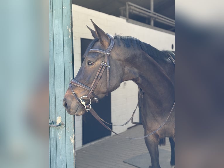 Holsteiner Merrie 5 Jaar 165 cm Zwartbruin in Hamburg Osdorf