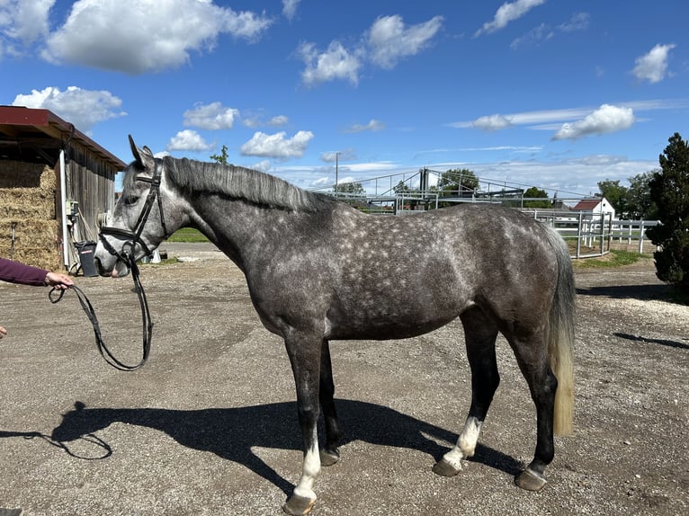 Holsteiner Merrie 5 Jaar 166 cm Appelschimmel in Wain