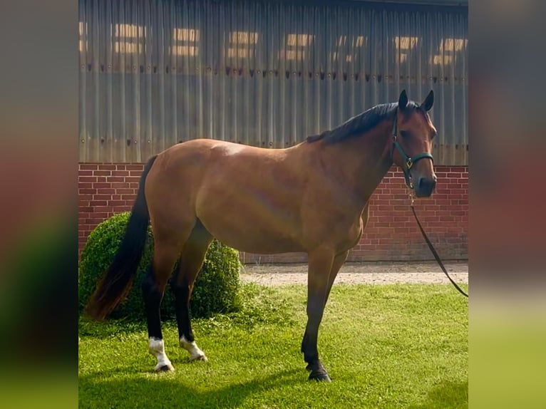 Holsteiner Merrie 5 Jaar 166 cm Bruin in Henstedt-Ulzburg