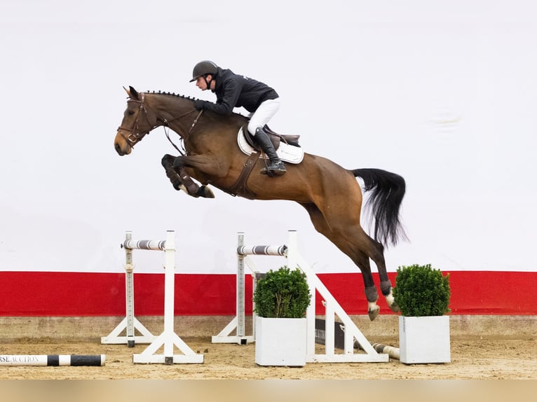 Holsteiner Merrie 5 Jaar 166 cm Bruin in Waddinxveen
