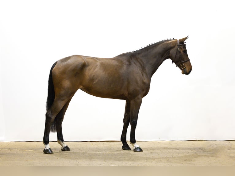 Holsteiner Merrie 5 Jaar 166 cm Bruin in Waddinxveen