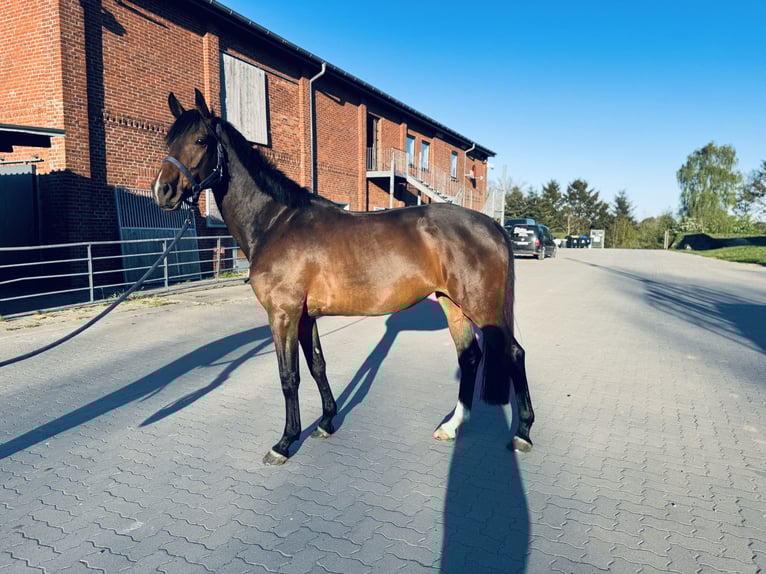 Holsteiner Merrie 5 Jaar 166 cm Donkerbruin in Rümpel