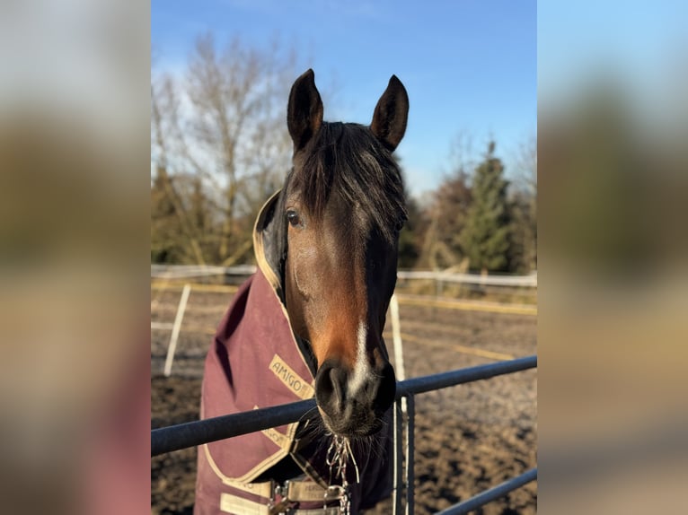 Holsteiner Merrie 5 Jaar 166 cm Donkerbruin in Rümpel
