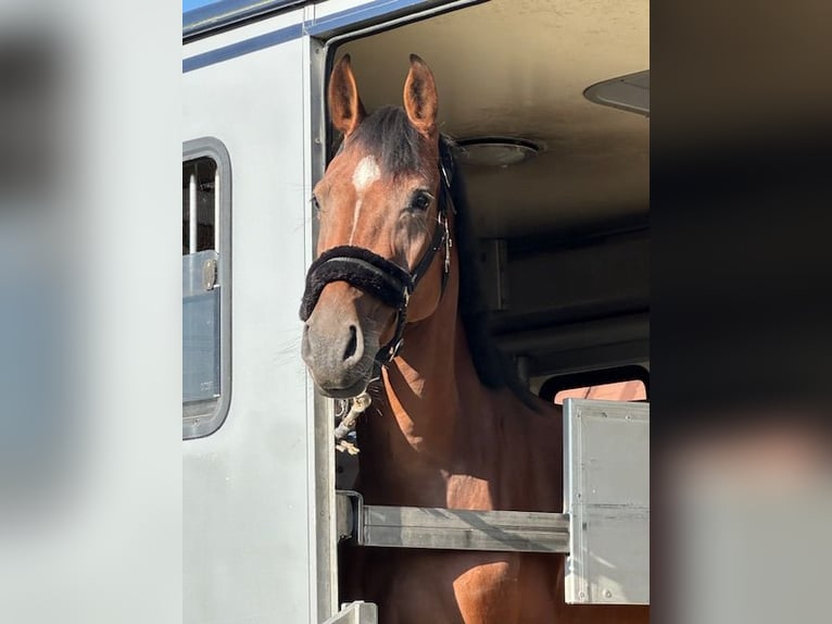 Holsteiner Merrie 5 Jaar 166 cm Donkerbruin in Beselich