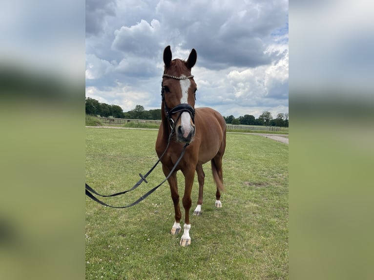 Holsteiner Merrie 5 Jaar 166 cm Vos in Tangstedt