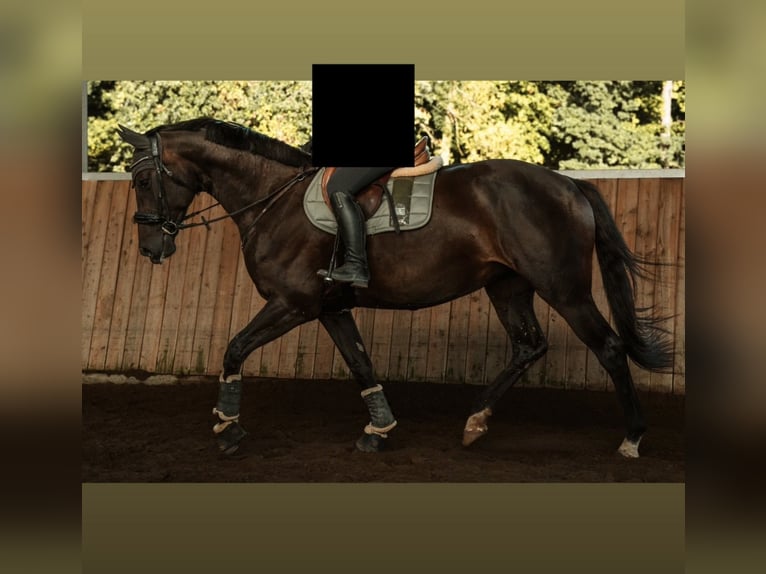 Holsteiner Merrie 5 Jaar 166 cm Zwartbruin in Langenfeld