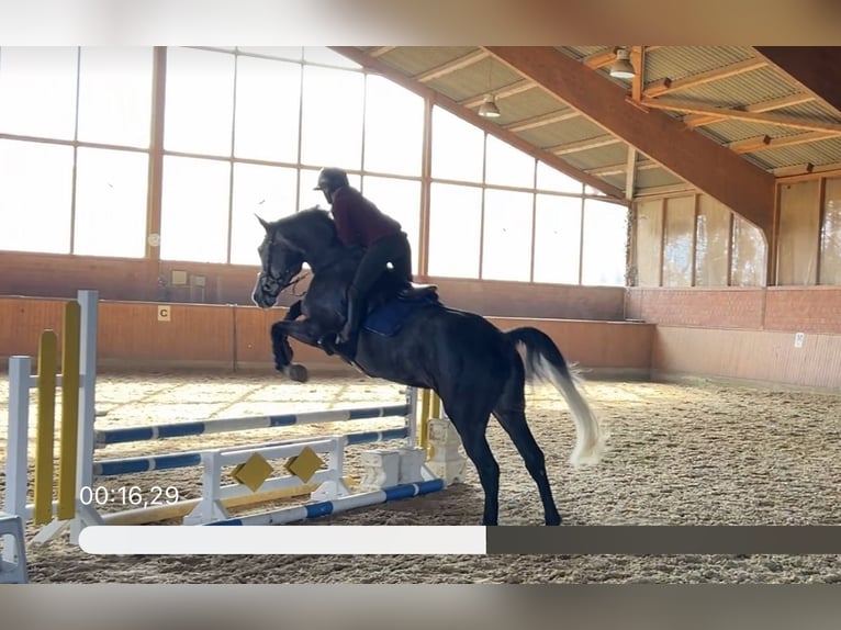 Holsteiner Merrie 5 Jaar 167 cm Appelschimmel in Zülpich