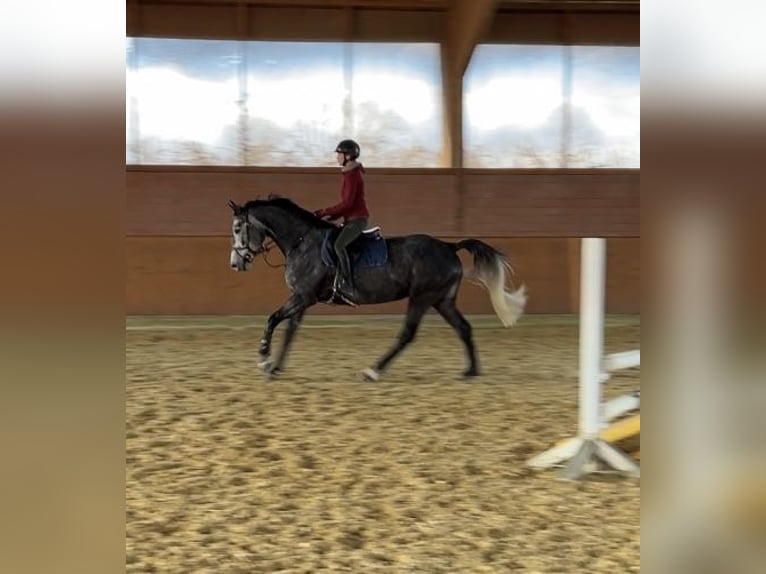 Holsteiner Merrie 5 Jaar 167 cm Appelschimmel in Zülpich