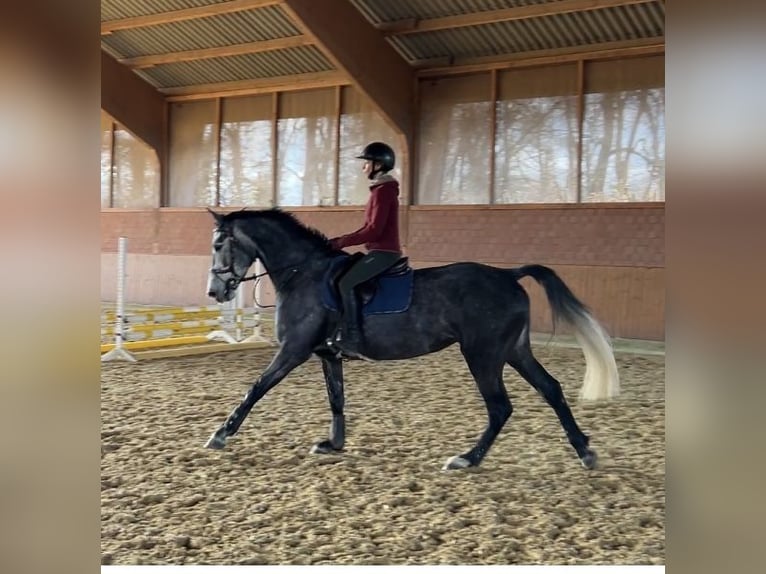 Holsteiner Merrie 5 Jaar 167 cm Appelschimmel in Zülpich