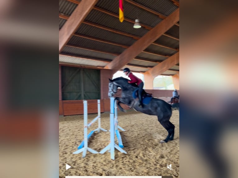 Holsteiner Merrie 5 Jaar 167 cm Appelschimmel in Zülpich