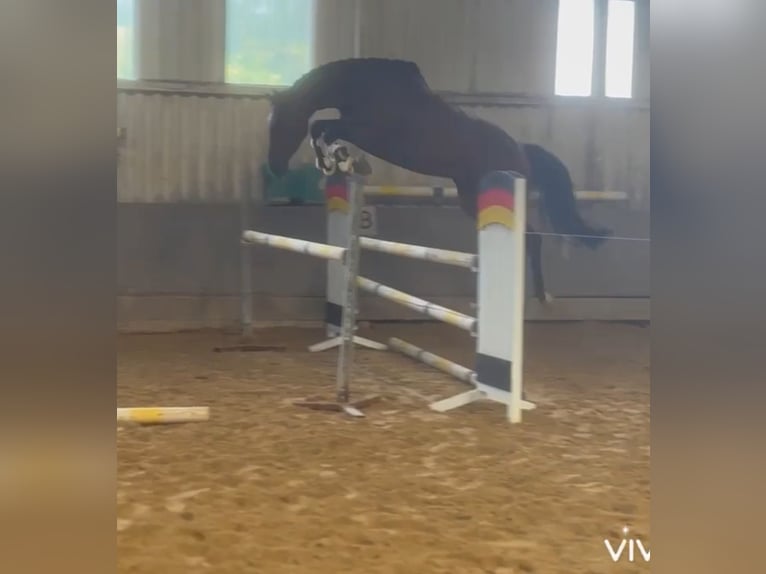 Holsteiner Merrie 5 Jaar 167 cm Bruin in Munster