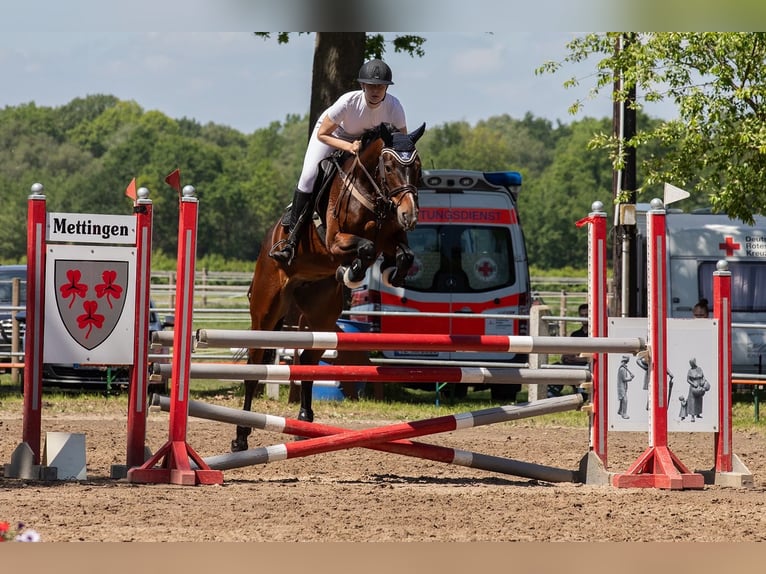 Holsteiner Merrie 5 Jaar 167 cm Bruin in Bramsche