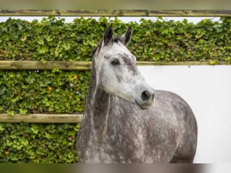 Holsteiner Merrie 5 Jaar 167 cm kan schimmel zijn in Waddinxveen