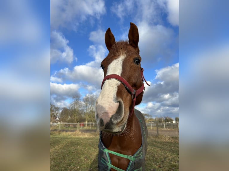Holsteiner Merrie 5 Jaar 167 cm Vos in Löwenberger Land