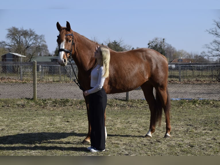 Holsteiner Merrie 5 Jaar 167 cm Vos in Löwenberger Land