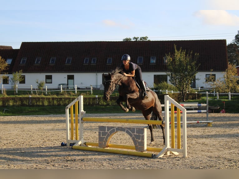Holsteiner Merrie 5 Jaar 167 cm Zwart in Schulendorf