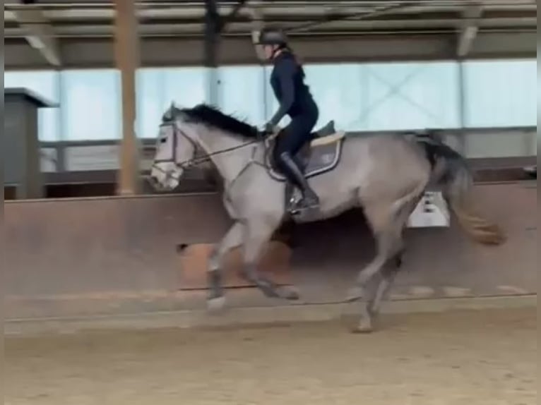 Holsteiner Merrie 5 Jaar 168 cm Appelschimmel in Kevelaer