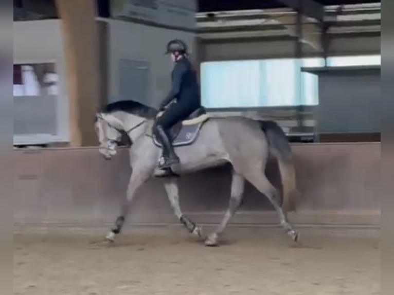 Holsteiner Merrie 5 Jaar 168 cm Appelschimmel in Kevelaer