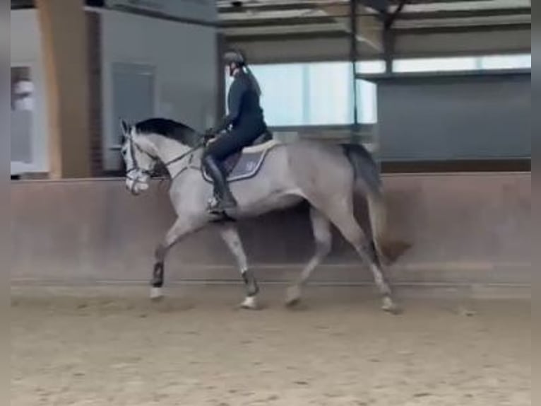 Holsteiner Merrie 5 Jaar 168 cm Appelschimmel in Kevelaer