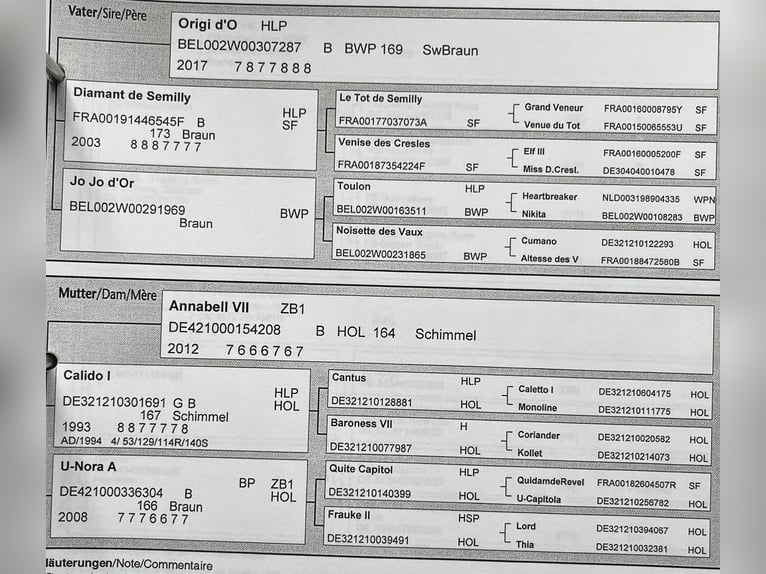 Holsteiner Merrie 5 Jaar 168 cm Appelschimmel in Kevelaer