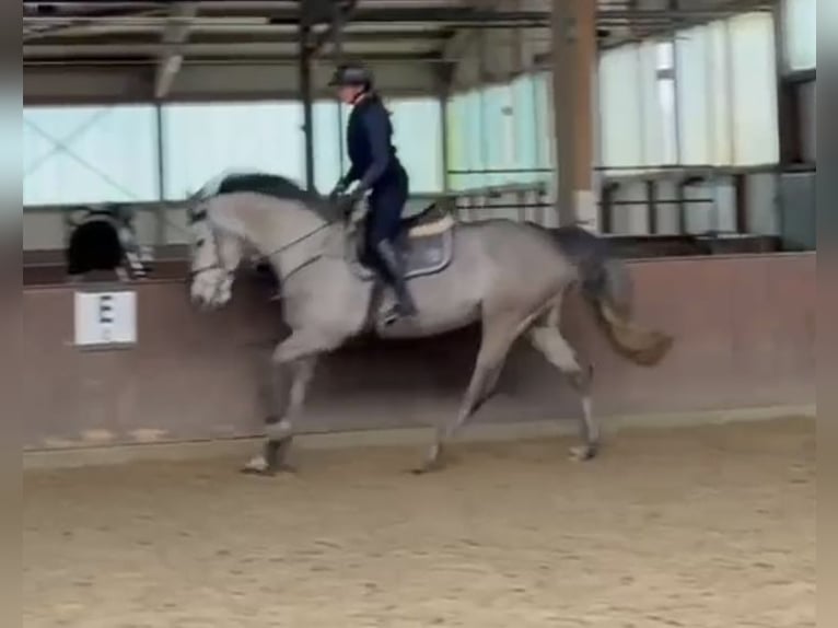 Holsteiner Merrie 5 Jaar 168 cm Appelschimmel in Kevelaer