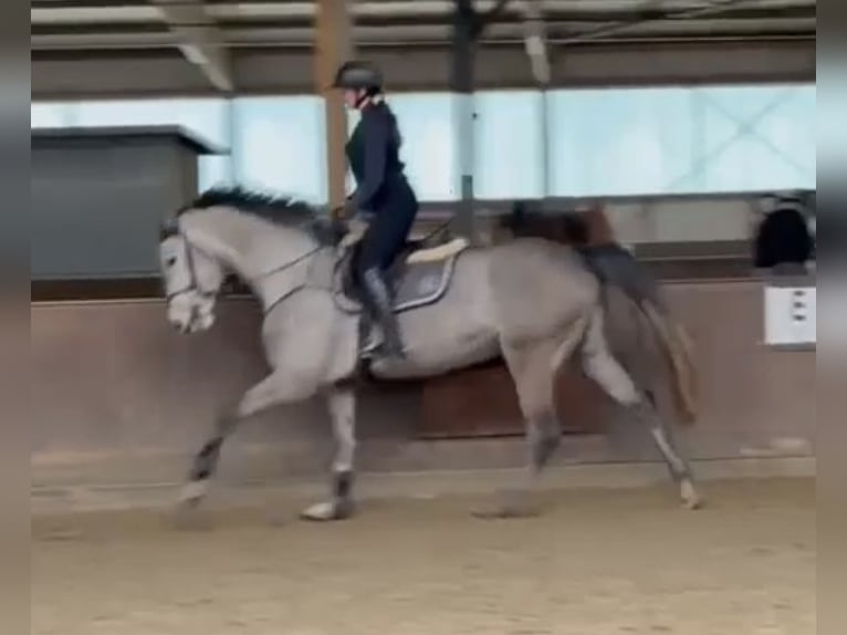 Holsteiner Merrie 5 Jaar 168 cm Appelschimmel in Kevelaer